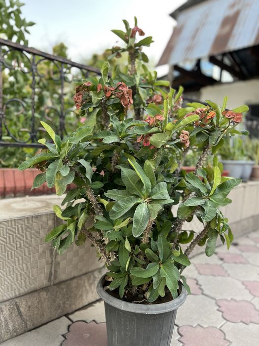 Молочай Миля (Euphorbia milii)