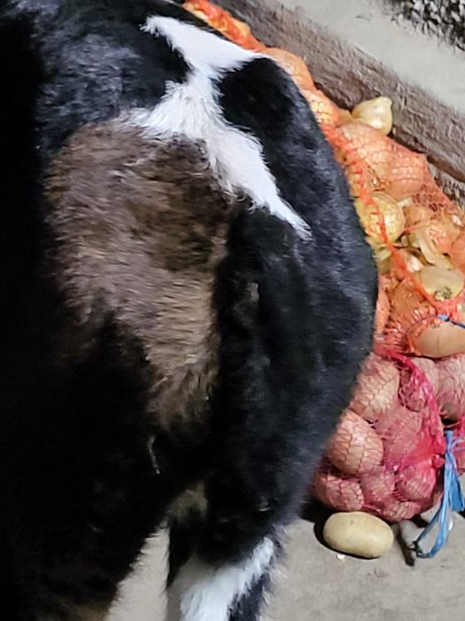 Vand un tauras belgian