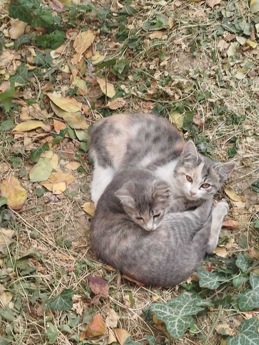 Shirin Mushuk bolalari