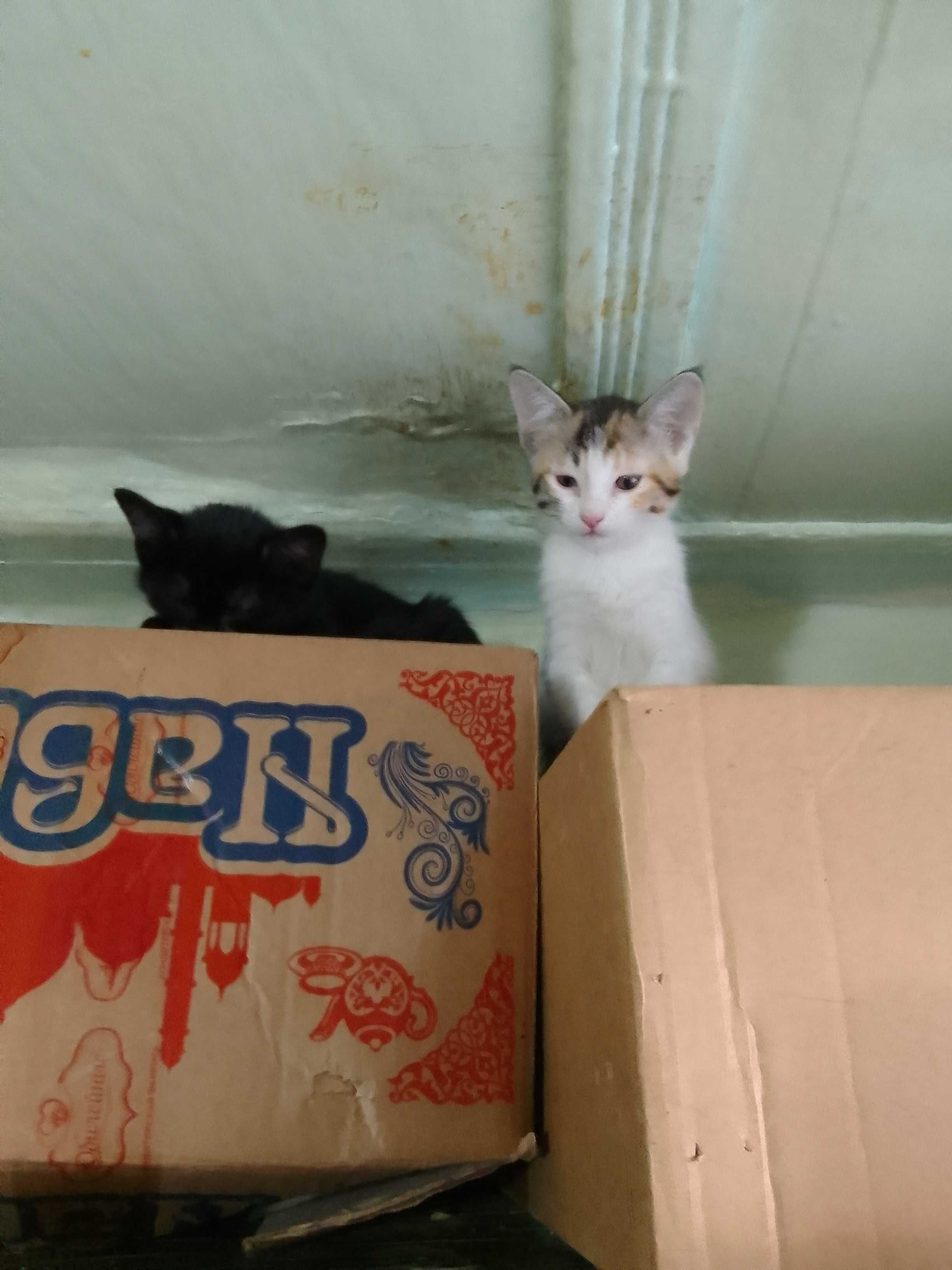 Котята - Раздаём бесплатно