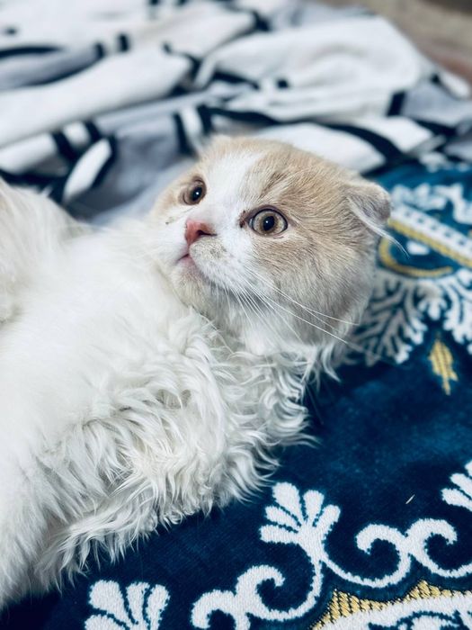 Продается котенок!