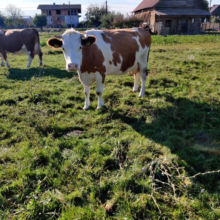 Vaca bălțată gestantă