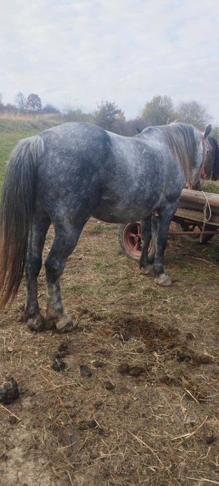 Vand sau schimb iapa de 6 ani cu vaca buna de lapte