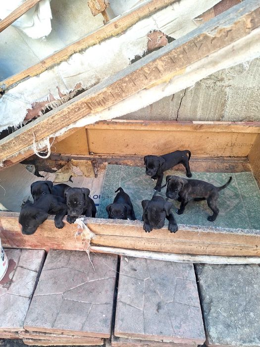 Продавам Кане корсо.Родени на 30.07.2025 г.Остана едно женско!