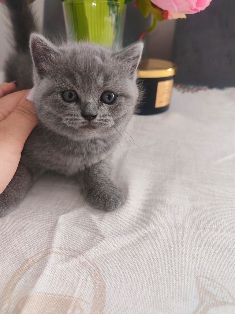 Британска късокосместа котка
