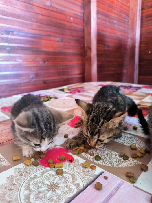 Pisicuțe spre adopție