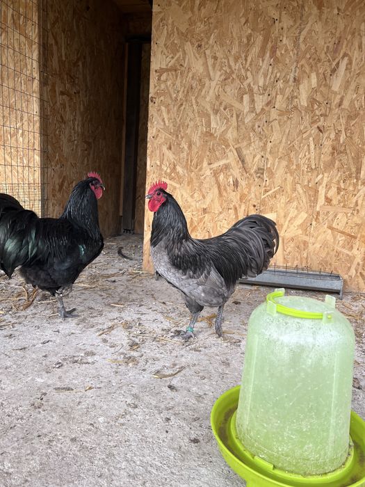 Cocosi australorp 2025