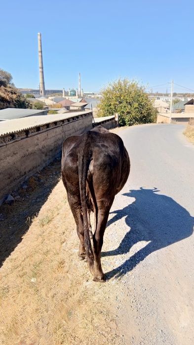 Телефон Realme S1