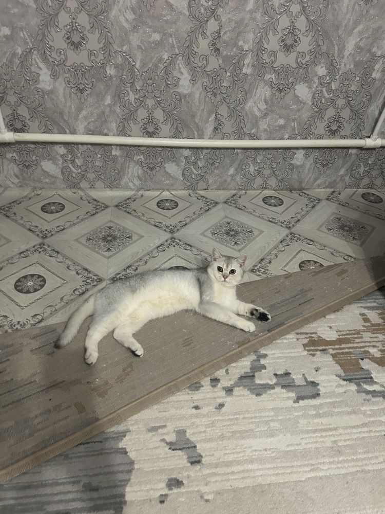 Ищем кошечку на вязку