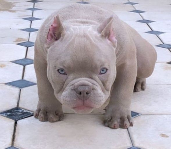 Малыши Премиум Класса!