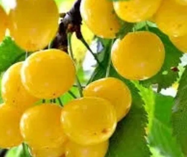 Cireș ( Soiul Amar Imperial Galben )