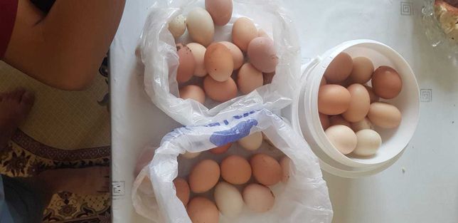 Продам домашний куриный яйца свежий