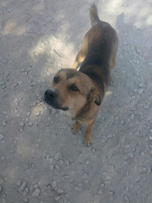 Dresaj canin GRATUIT, orice rasa sau vârsta