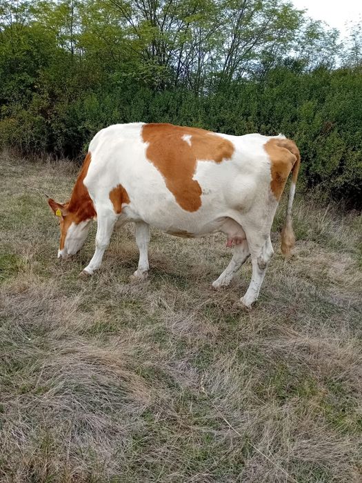 Vaca de  vanzare