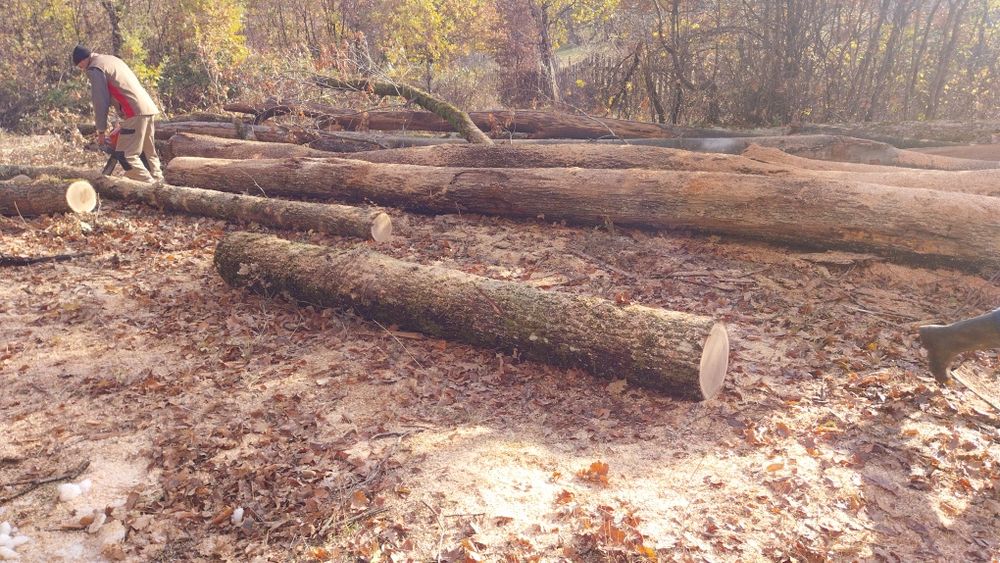 Lemne și cărbune sortat