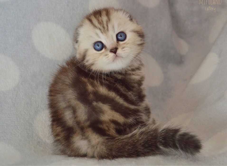 Шотландские супер элитные котята