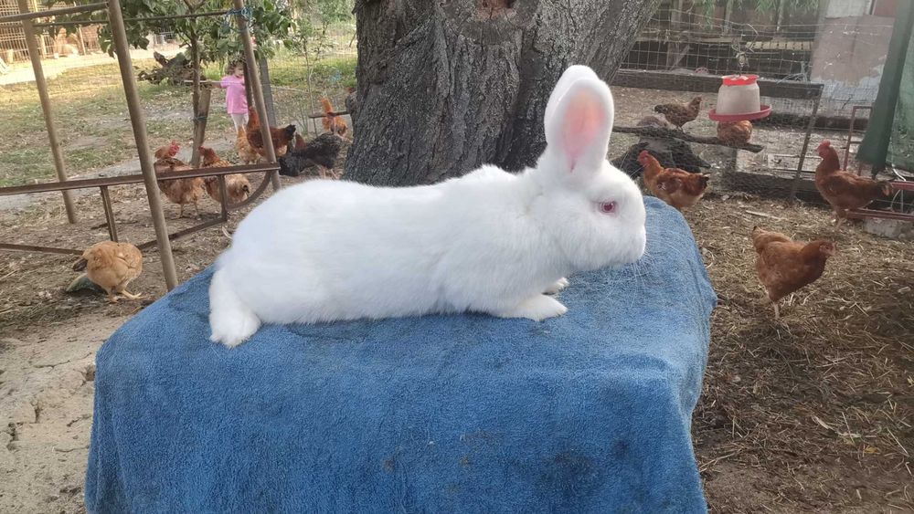 Iepuri neozeelandez alb