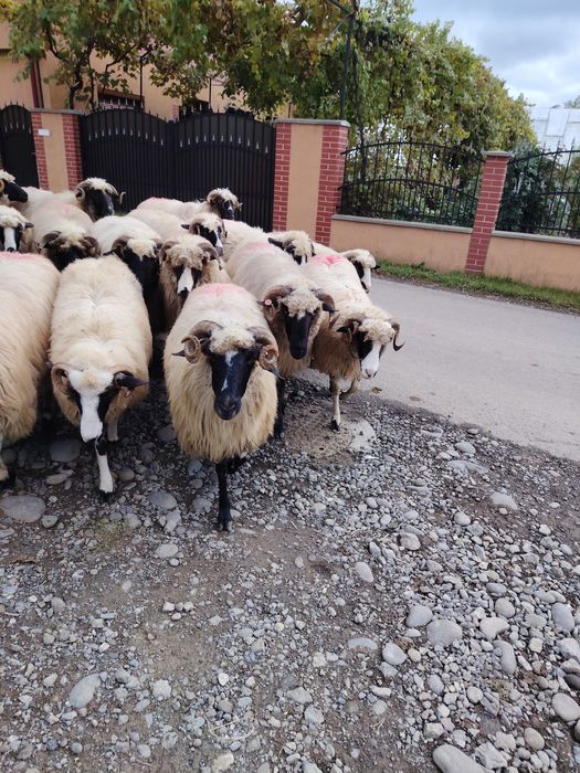 Disponibile 16 bucăți.