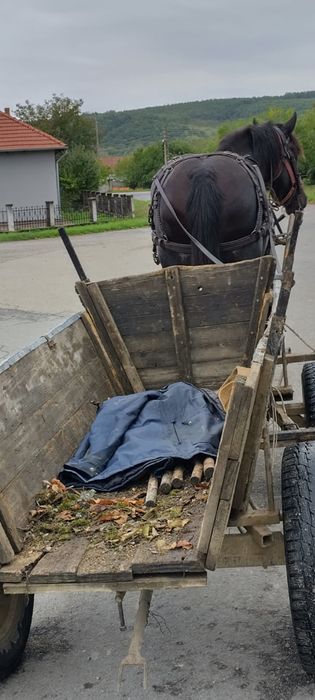 Iapa 3 ani gestanta in 2 luni buna pentru lucru.
