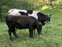 Vand 3 vitele frumoase  angus si belgian