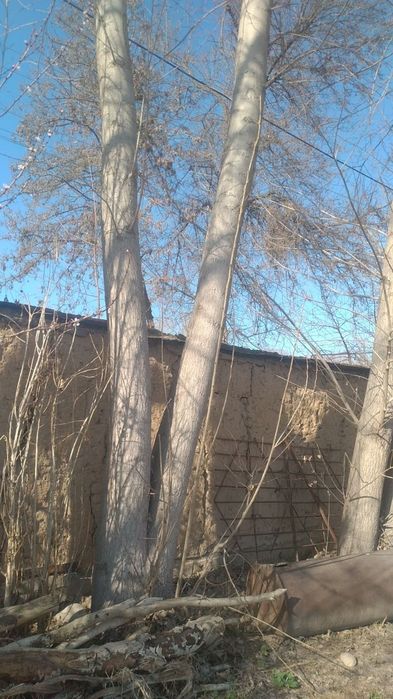 Kaliforniy tere 30 tadan oshu