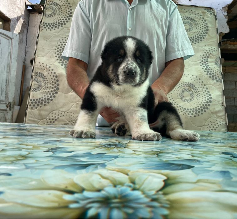 Щенок Алабая ( Супер Гигант ) чистокровный