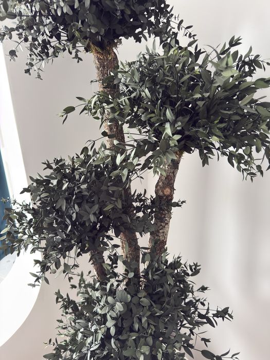 Copac natural stabilizat Parvifolia cu 5 sfere 165 cm