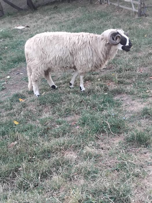De vânzare, sau la.schimb pe o oaie