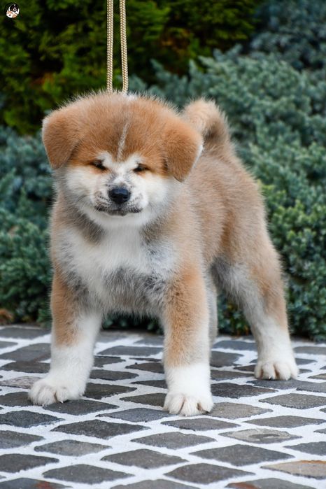 Akita Inu Mascul linie import Japonia