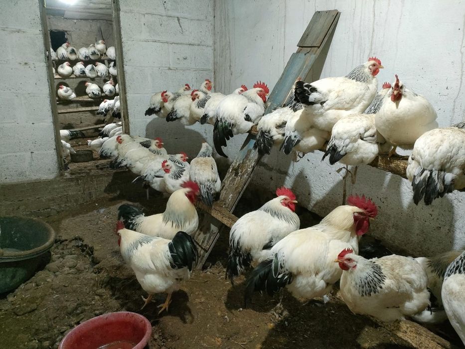 Продам Адлер курей