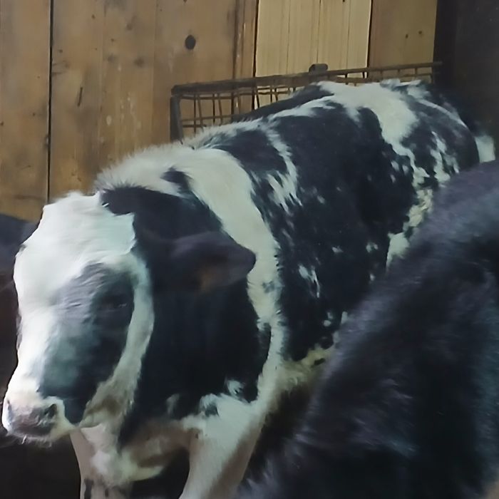 Vitei Intarcati baltata si belgian angus