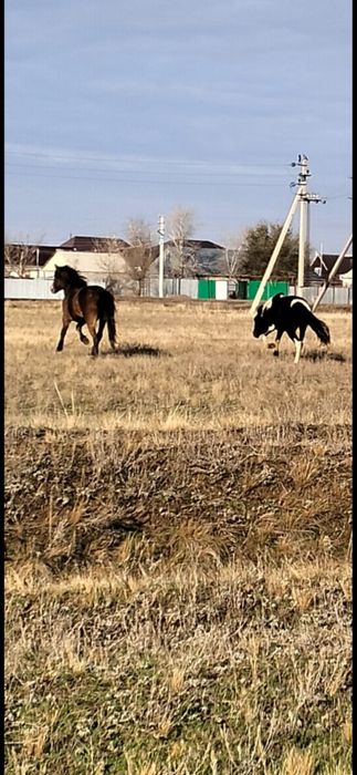 Лошадь, сельхоз животные