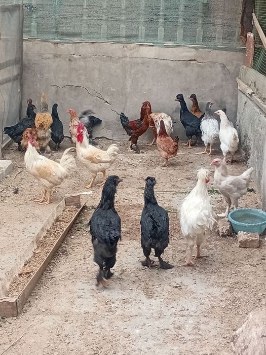 12 ta xoʻroz 17 ta tovuq 6 oylik