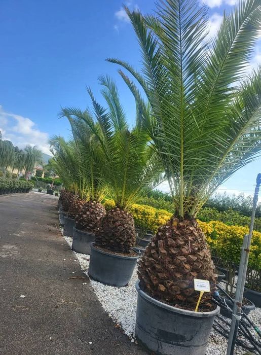 Leleandy tuia smarald catalpa spirale pon pon magnolia pon pon Bonsai
