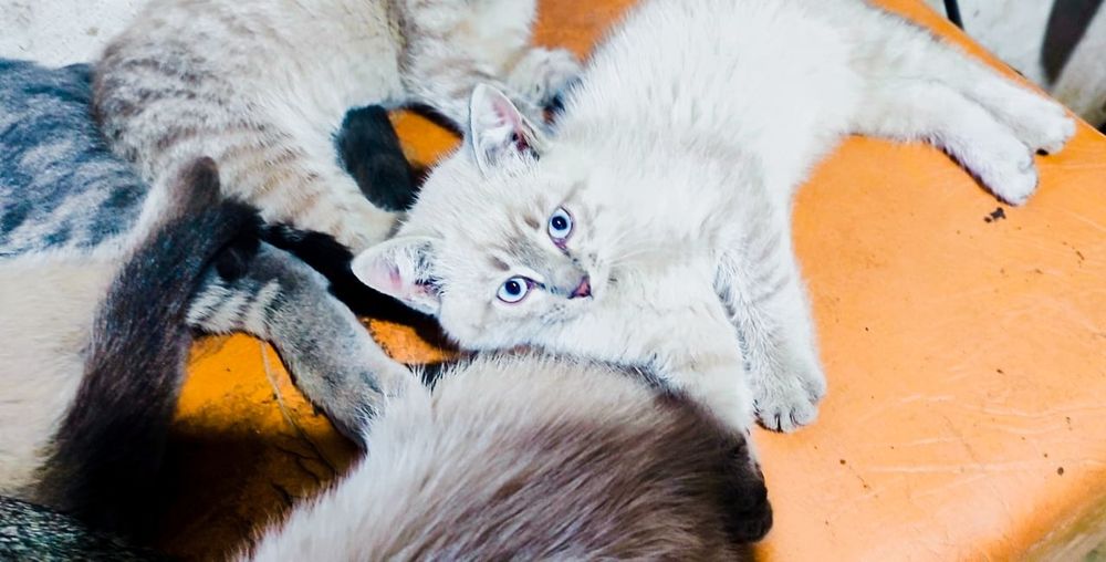 Отдам котят, бесплатно