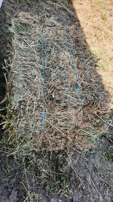 ‼️Baloti de  lucerna 2025‼️