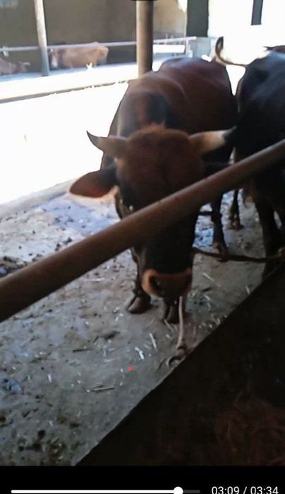 Buqalar sotiladi  boqilgan yemlangan