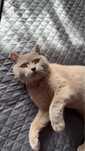 Motan british shorthair