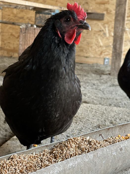 Vand oua Australorp pt incubat