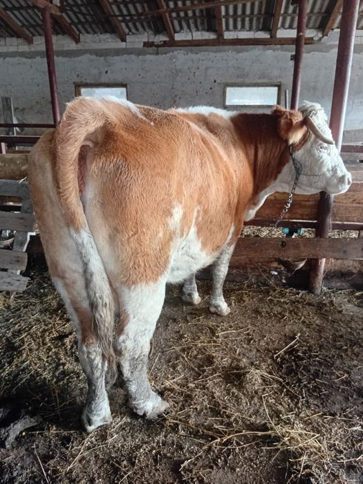 Vand Vaca si un vitel