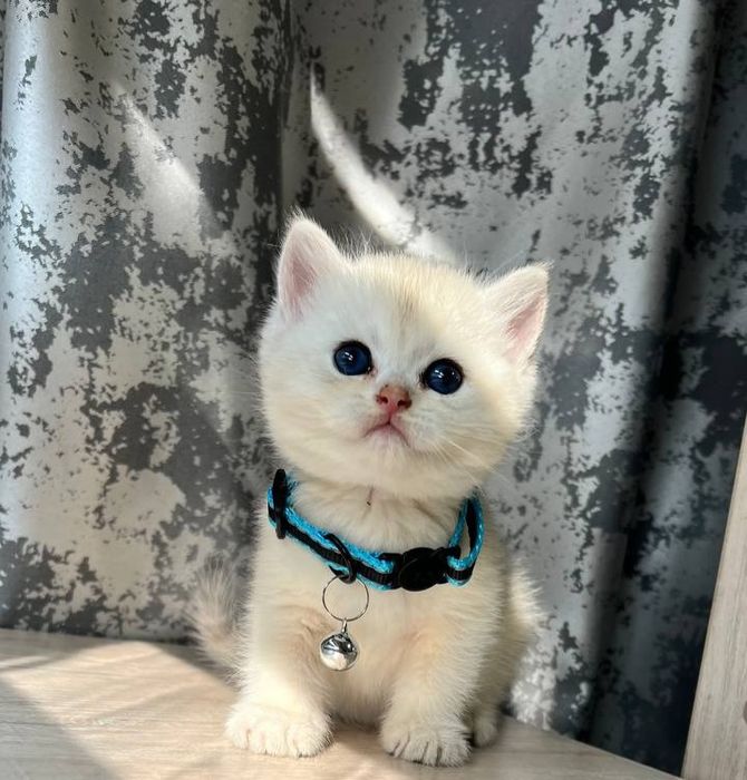 Serebristiy shinshila britan sotiladi