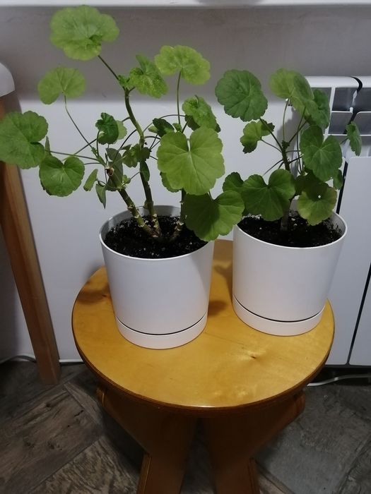 Комнатные цветы - герань, клеродендрум, замиакулькас