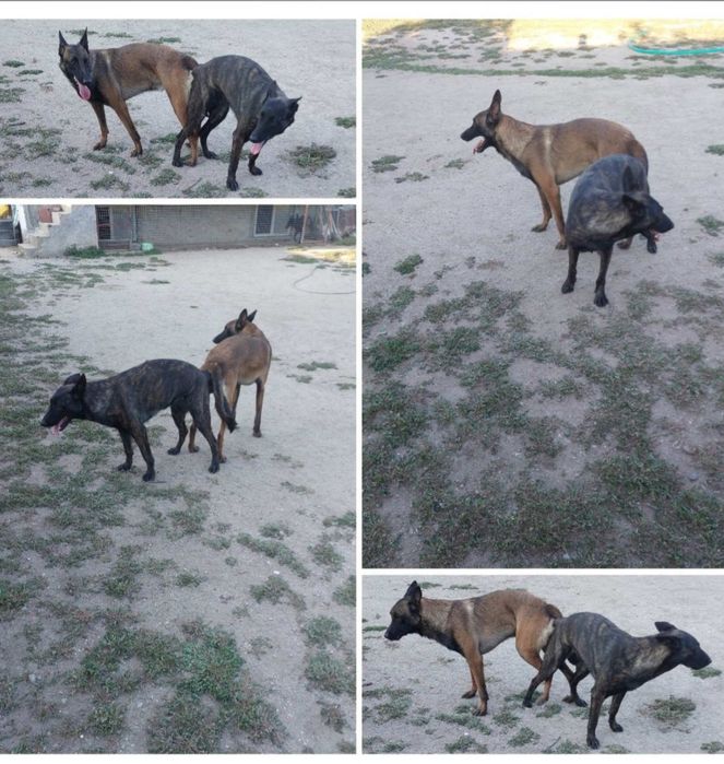 Малки белгийски/холандски овчарки