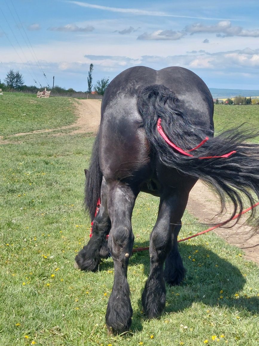 Armăsar disponibil pentru montă