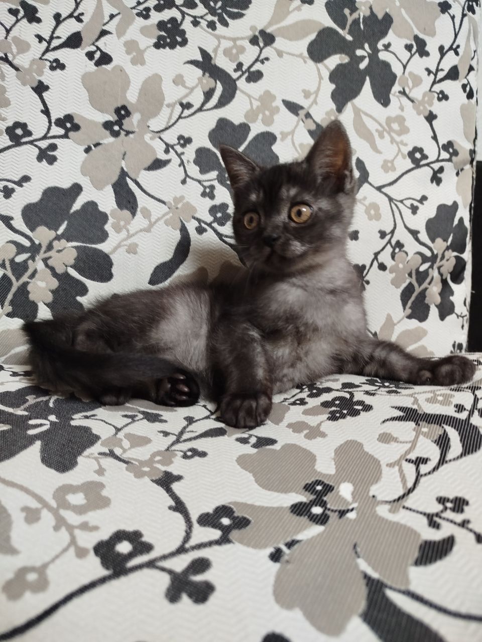 Котята Вислоухие