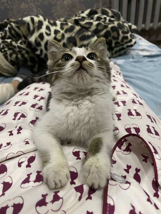 Котенок мега ласковый даром