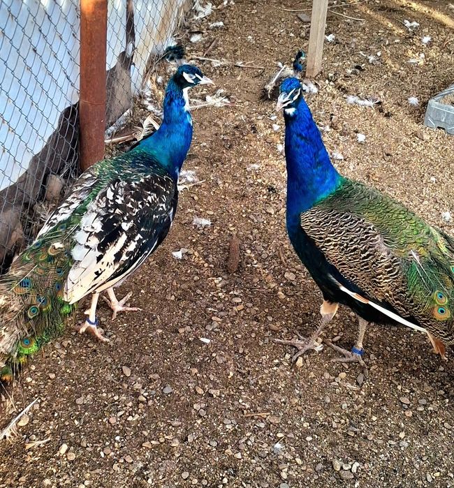 Mascul paun umăr negru purtător de ochi alb  !