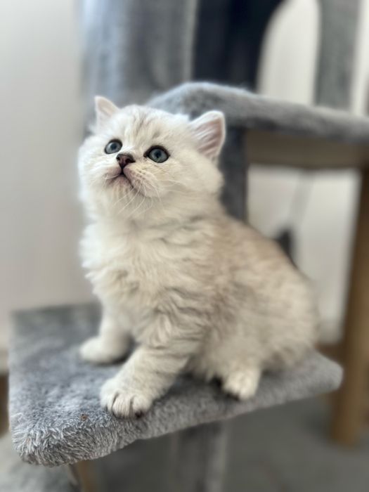 Pisicuțe de 6 săptămâni – jucăușe și foarte dragute