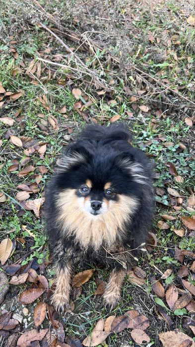 Найдена собака шпиц