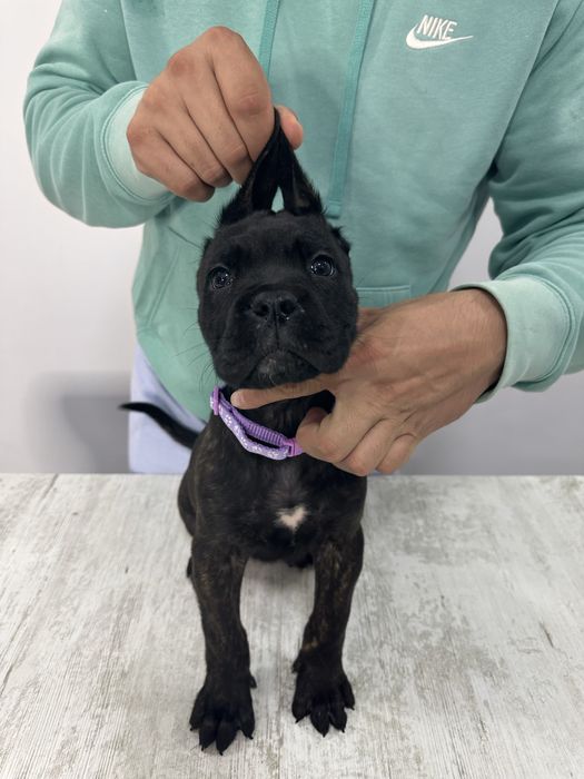 Cane corso cu pedigree!!